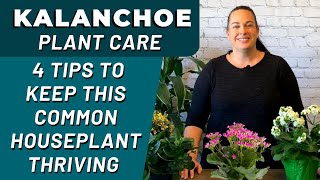 Best Tips for KALANCHOE Plant Care  How Professionals Care For Their Kalanchoes [upl. by Euridice96]