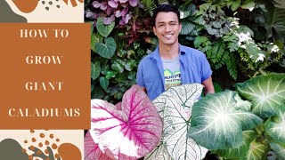 HOW TO GROW GIANT CALADIUMS [upl. by Ahseret431]