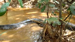 Cobra Sucuri Eunectes murinus em propriedade do Cadastro CCS [upl. by Bremser178]