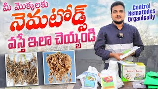 Nematodes వస్తే ఇలా చెయ్యండి How to control Nematodes organically nematode pesticide organic [upl. by Zechariah]