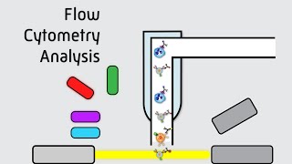 Flow Cytometry Analysis [upl. by Nuawd]