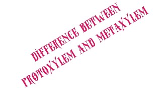 BSC BOTANYDIFFERENCE BETWEEN PROTOXYLEM AND METAXYLEMSEM1 [upl. by Ia]