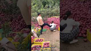 The rural farmer is in trouble after picking a lot of apples 🍎🍎shorts apple youtubeshorts [upl. by Gav]