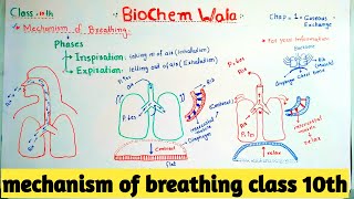 Mechanism of Breathing Class 10th chapter Gaseous Exchange [upl. by Eimmis]