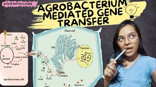 Agrobacterium mediated gene transfer [upl. by Frankie275]