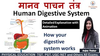 पाचन तंत्र  Digestive System in Hindi  Anatomy and Physiology [upl. by Ayitahs353]