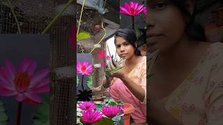 পদ্ম ফুল🌺minivloggardenplantsbengaltrending viralshortvideolotusশাপলাshortsshortsfeed [upl. by Alohcin]