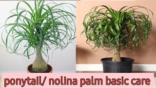 nolina palm  ponytail palm  care amp tips amp propagation [upl. by Jeromy11]