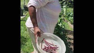 Pink Eyed Peas Harvest  catshobbycorner [upl. by Vida152]