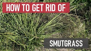 How to Get Rid of Smutgrass Weed Management [upl. by Anatollo]