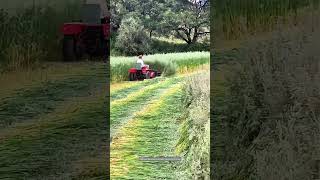 Satisfying Process Of Harvesting Highland Barley On Sunny Day [upl. by Aileduab353]