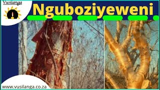 Nguboziyeweni uMhlunguthi [upl. by Yenobe]