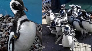 Rescued Penguins Waddle Back Into the Ocean [upl. by Nortad]