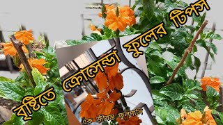 গরমের অসাধারণ একটি ফুল ক্রোসেন্ডা [upl. by Christianity]