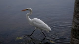 GARÇABRANCAGRANDE ARDEA ALBA CASMERODIUS ALBUS GREAT EGRET Mãe natureza [upl. by Condon]