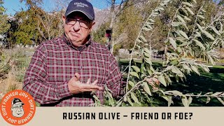 Russian Olive  Friend or Foe [upl. by Rani]