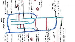 VENOUS DRAINAGE 🔥 OF LOWER LIMB WITH ALL CLINICALS  VARICOSE VEIN 🔥  MBBS  FIRST YEAR [upl. by Tannie]