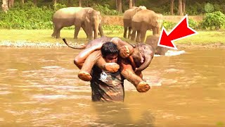 The Man Rescued A Drowning Baby Elephant Then The Elephant Herd Did Something Incredible [upl. by Simah]