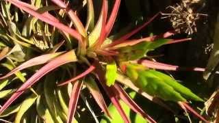 Bromeliad Impressions Part 2 Planta Brutt Video 13 [upl. by Nohsed959]