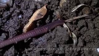 Earthworms collecting and eating straw [upl. by James]