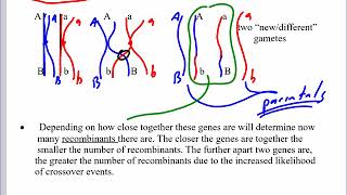 Mr Walkers Biology 30 Chromosome Mapping [upl. by Didi587]