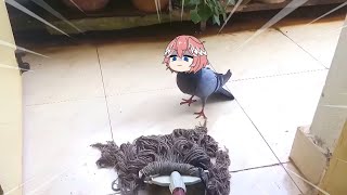 Takane lui bird fighting mop  Animal hololive [upl. by Ardella175]