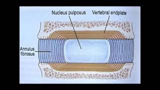 Two Minutes of Anatomy Intervertebral Disc IVD [upl. by Labotsirc227]