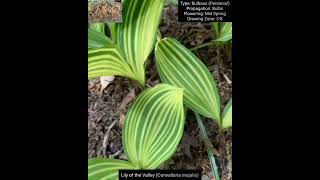 Bulbous Plants Series Haemanthus Convallaria Ornithogalum and Freesia Species [upl. by Uol]