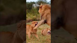 Lionesses vs Lion 🦁 Aggressive Behavior shorts [upl. by Tyrone]