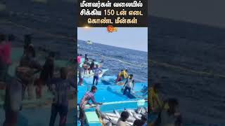 Fisherman  Cuddalore  Fish  Viral Video  Sun News [upl. by Fabio]