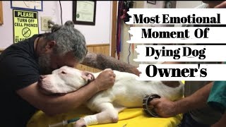 Emotional Moments Owners Say Goodbye To Their Dying Dog  COMPILATION 😭 Try Not To Cry [upl. by Benia605]