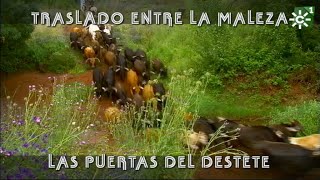 Vacas y becerros de Torrehandilla para el destete traslado entre la maleza  Toros desde Andalucía [upl. by Alexis]