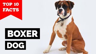 Boxer Dog  Top 10 Facts [upl. by Daggna]