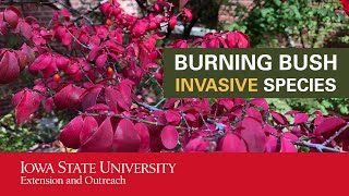 Burning Bush Invasive Species [upl. by Nathanil]