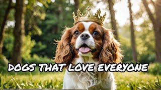 The FRIENDLIEST Dog Breed of 2024 King Charles Spaniels Take the Crown [upl. by Cristionna]