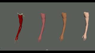 Hand Ziva Muscle Simuulation  Maya Ziva dynamics  Muscle System Fat fascia Simulation [upl. by Esenahs]