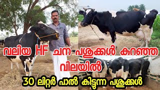 കുറഞ്ഞ വിലയിൽ പശുക്കളെ വാങ്ങാംcow for sale in keraladairy farming Malayalamlow price cow for sale [upl. by Misaq306]