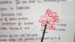 Structure of Myoglobin [upl. by Kirshbaum]