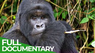 Saving the Worlds Last Mountain Gorillas  Giving Nature A Voice  Free Documentary Nature [upl. by Atekehs]