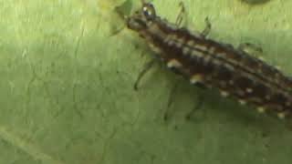 Green Lacewing Larvae Devours Aphid [upl. by Annaid]