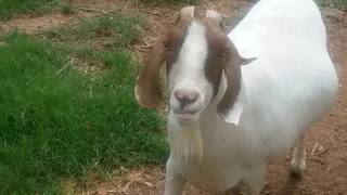 Capra aegagrus hircus Goats Joat Mans Animal Corner [upl. by Erving]