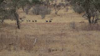 Vulturine Guinea Fowl on the run [upl. by Lainey]