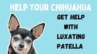 Chihuahua Luxating Patella [upl. by Alic644]