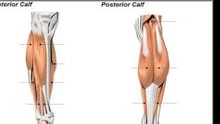 Anatomy of The Calf Musclesbrevis extensor digitorum longus gastrocnemius [upl. by Bouzoun]