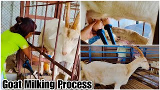 Aai Goat Farm  Saanen Goat Milking Process [upl. by Gregoor]