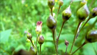 Figwort Scrophularia nodosa  20140615 [upl. by Moclam]