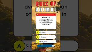 Chinchilla Facts in Quiz animals trivia facts quiz [upl. by Kendal400]