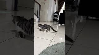 Habis sunat jadi oleng cat catlover shortvideo viralvideo kucing kucinglucu viral [upl. by Sami]