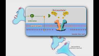 Local Anesthesia animation [upl. by Bette844]