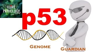 NEOPLASIA 4 p53 gene The Guardian of the genome functions regulation and inactivation [upl. by Betti]